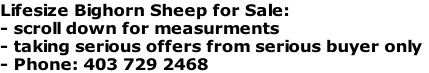 Lifesize Bighorn Sheep for Sale:
- scroll down for measurments
- taking serious offers from serious buyer only
- Phone: 403 729 2468